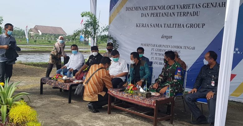 Desiminasi Teknologi Varietas Genjah
