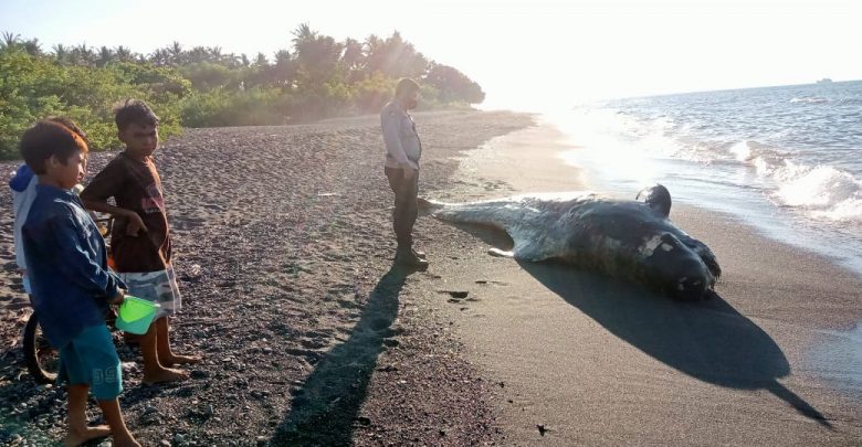 Seekor paus ditemukan mati terdampar di pantai Lombok Utara
