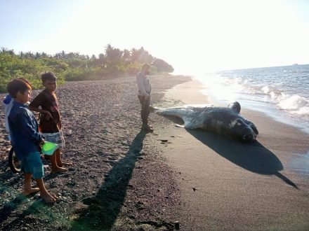 Seekor paus ditemukan mati terdampar di pantai Lombok Utara