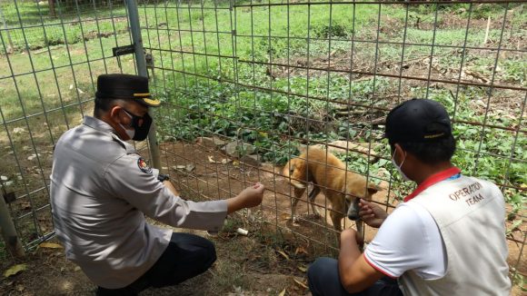 Anjing Liar di Sirkuit International Mandalika Sudah Disiapkan Kandang