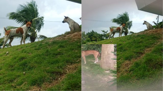 Jelang MotoGP, Anjing Liar Bebas Berkeliaran di KEK Mandalika