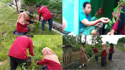 Penanaman Ratusan Pohon oleh Mahasiswa KKN Tematik di Desa Dane Rase