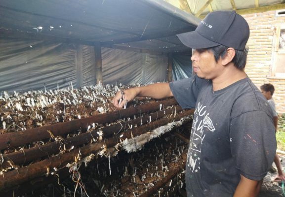 Budidaya Jamur Tonggkol Jagung Menjadi Bisnis Baru di Loteng