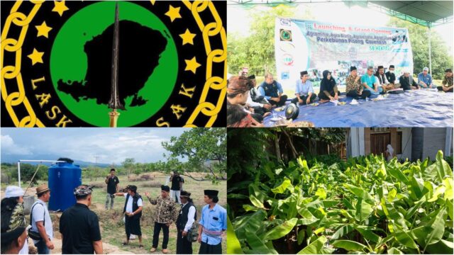 Laskar Sasak Kembangkan Ribuan Pisang Cavendish di KLU