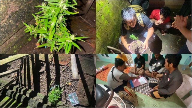 Tanam Ganja Dirumah, Warga Narmada Diringkus Tim Polresta Mataram