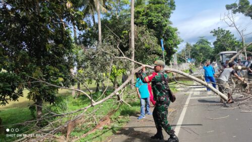 Babinsa Koramil 1606-07/Gunungsari Bantu Evakuasi Pohon Tumbang