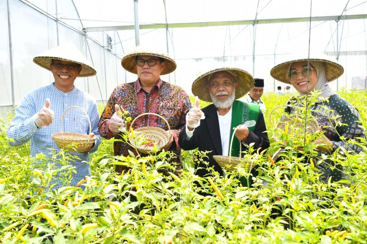 Pj Bupati Lotim Hadiri Panen Cabai Hasil Program Budidaya