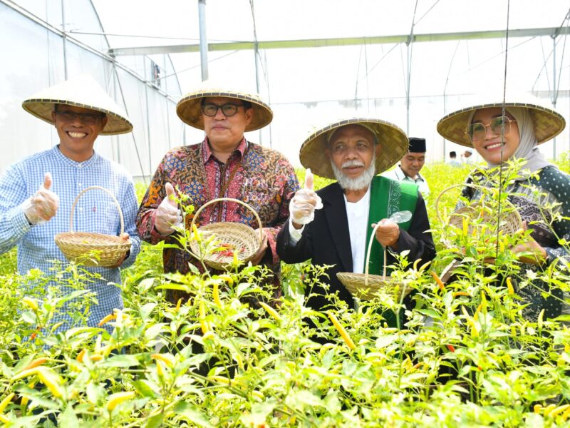 Pj Bupati Lotim Hadiri Panen Cabai Hasil Program Budidaya