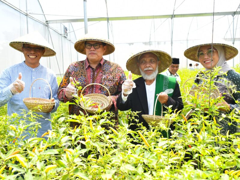 Pj Bupati Lotim Hadiri Panen Cabai Hasil Program Budidaya