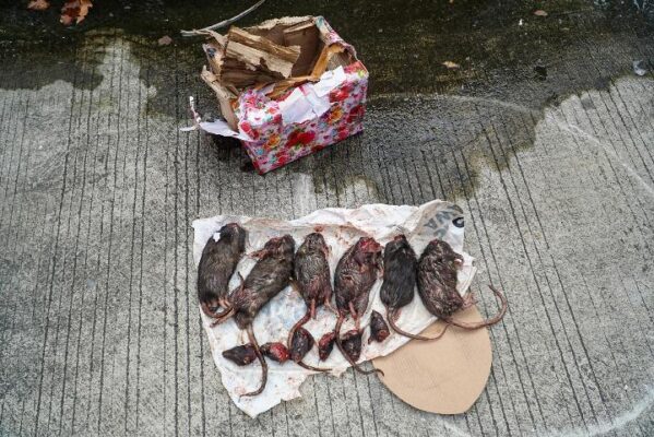 Tempo Kembali Mendapat Kiriman Bangkai Tikus yang Dipenggal