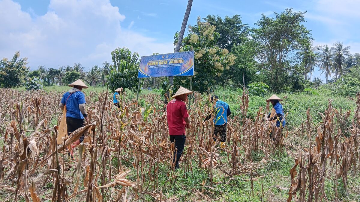 Panen Raya Serentak Lapas Selong dan Lapas Sumbawa Bersama Kanwil Ditjenpas NTB