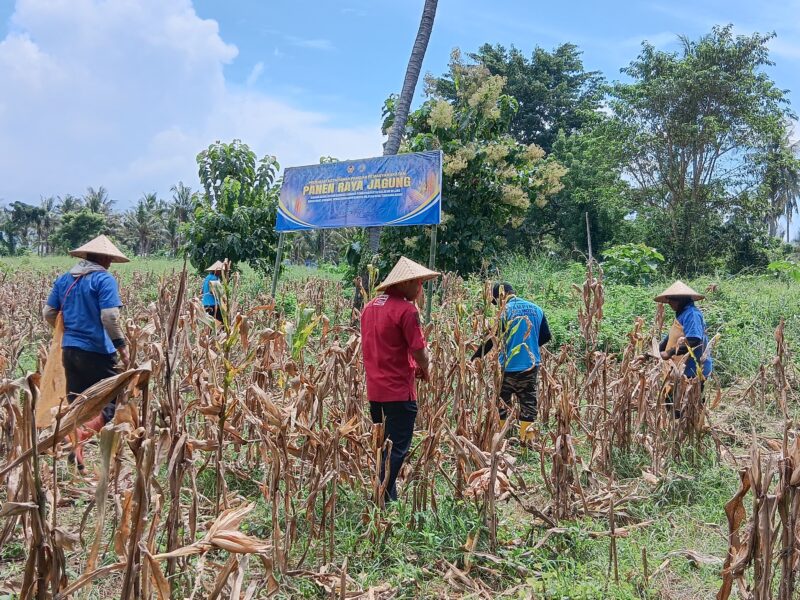 Panen Raya Serentak Lapas Selong dan Lapas Sumbawa Bersama Kanwil Ditjenpas NTB