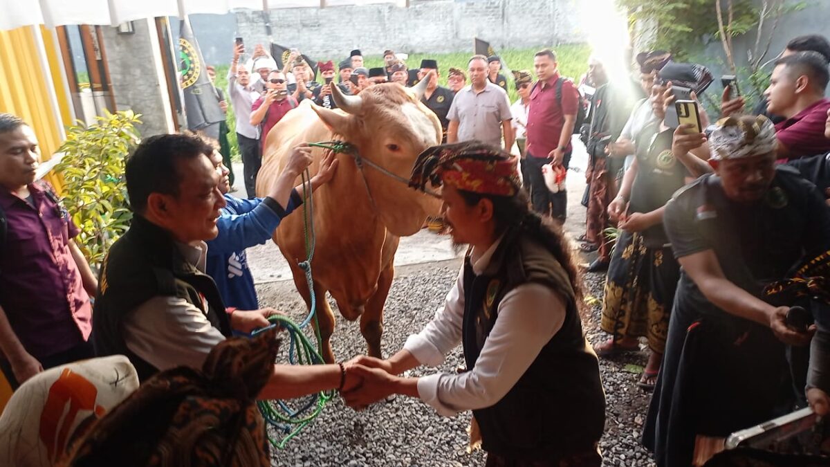 Pembina Nasional Laskar Sasak Serahkan Hewan Kurban Sapi Limousin