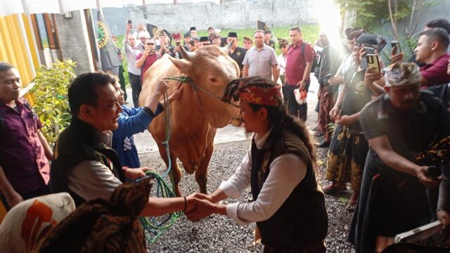Pembina Nasional Laskar Sasak Serahkan Hewan Kurban Sapi Limousin