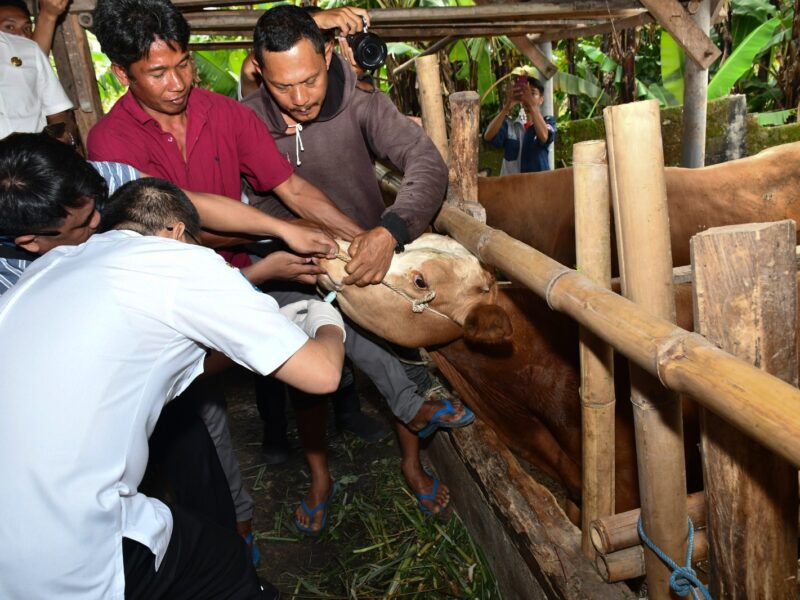 Program Posyandu Ternak IKMM di Lotim