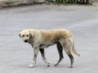 Lombok Timur Darurat Anjing Liar, Dinas Siapkan Eliminasi Selektif