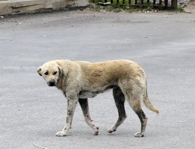 Lombok Timur Darurat Anjing Liar, Dinas Siapkan Eliminasi Selektif