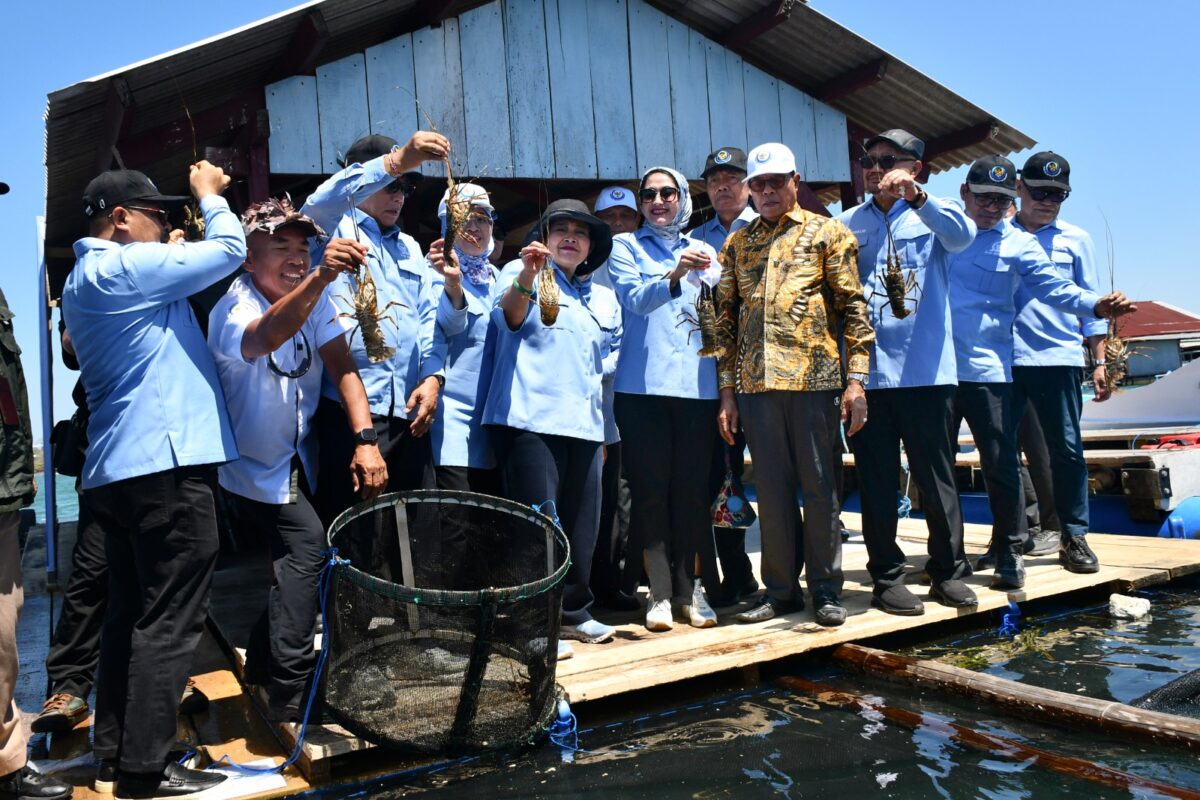 Budidaya Lobster Lombok Timur Masih Terbelit KJA Sederhana, Benih hingga Pakan
