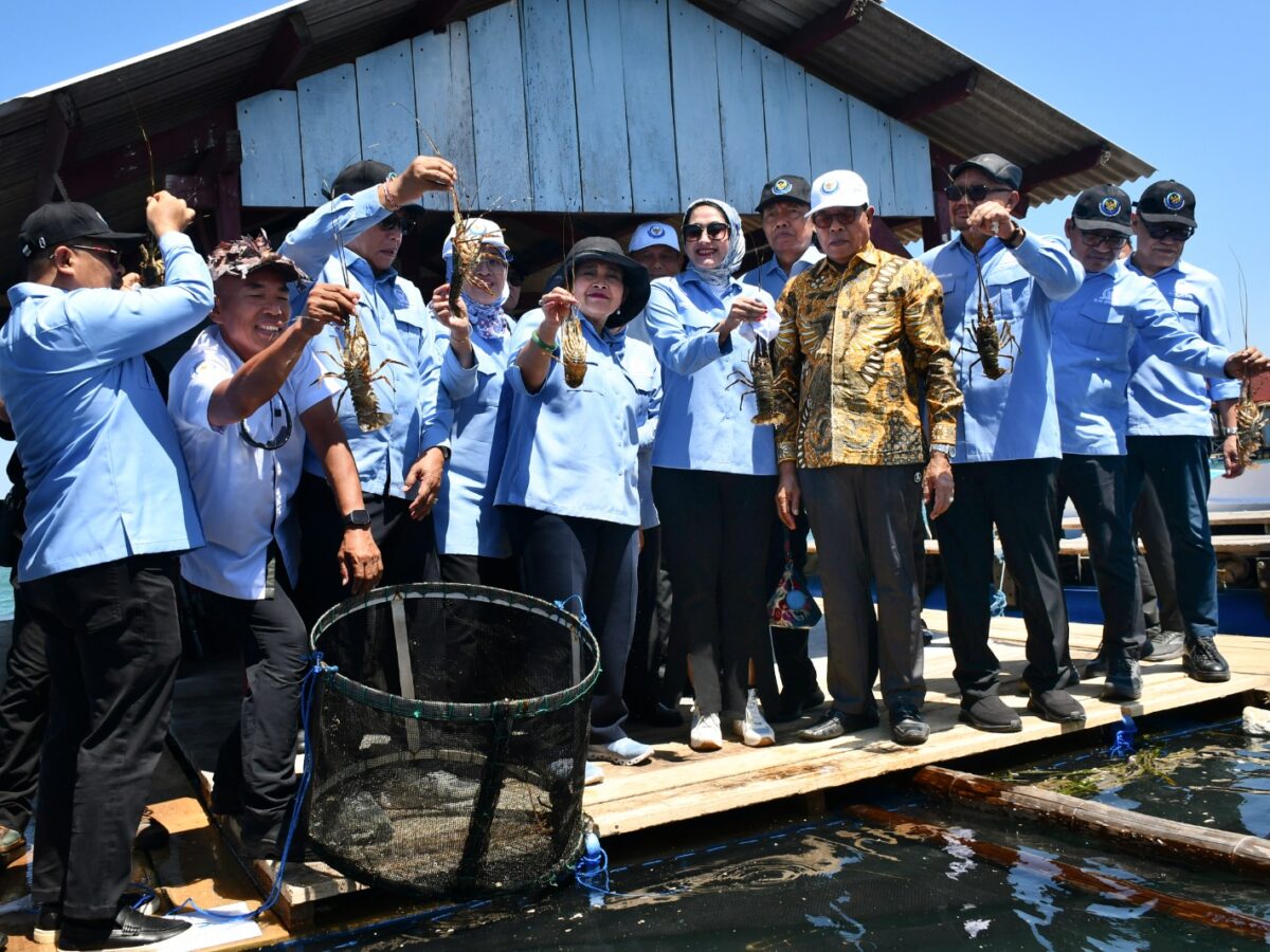 Budidaya Lobster Lombok Timur Masih Terbelit KJA Sederhana, Benih hingga Pakan