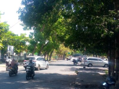 Antisipasi Musim Hujan, DLH Lombok Timur Sisir Pohon Rawan Tumbang