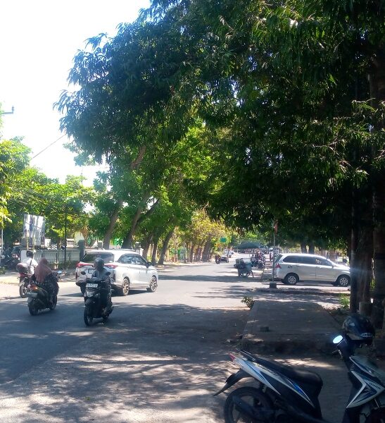Antisipasi Musim Hujan, DLH Lombok Timur Sisir Pohon Rawan Tumbang