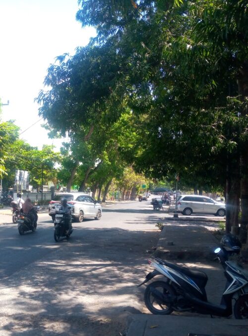 Antisipasi Musim Hujan, DLH Lombok Timur Sisir Pohon Rawan Tumbang